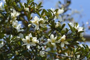 Close-up of a branch of the Magnolia 'Fairy® Blush' tree with several white flowers in bloom against a clear blue sky.