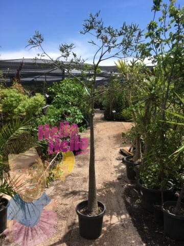 Queensland Bottle 12inch pot In Store @ Hello Hello Plants