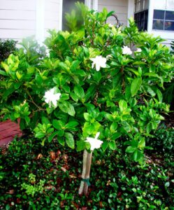 Gardenia 'Professor Pucci' 3ft Standard 8" Pot