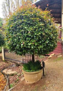 A Syzygium Lilly Pilly 'Standard' in a 3ft 8" pot, with round green leaves and red tips, sits in a large beige planter on a dirt path beside a wooden fence and building.