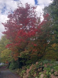 A tall Acacia 'Fettuccini' with vibrant red leaves stands by a path, surrounded by some greenery and wilted flowers under a partly cloudy sky.