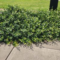 Trachelospermum 'Asiatic Jasmine' forms a lush green ground cover spilling over a concrete pavement, bordered by grass and bare soil bathed in bright sunlight.