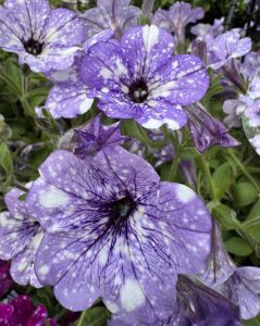Close-up of vibrant purple petunias with white speckles in a 15cm pot, beautifully displayed alongside Murraya 'Orange Jessamine' 15cm pot and lush green foliage.