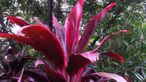 Cordyline 'Rubra'