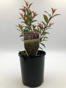 Syzygium 'Bush Christmas' Lilly Pilly 6" Pot