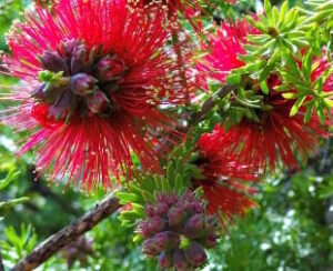 Callistemon 'Red Devil' 8" Pot