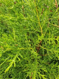 Close-up of vibrant green, dense branches of Cupressus macrocarpa 'Monterey Cypress' with small, needle-like leaves.