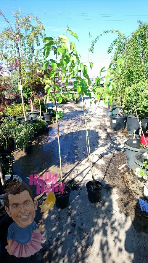 Everscreen Ornamental Pear 8inch pot In Store @ Hello Hello Plants