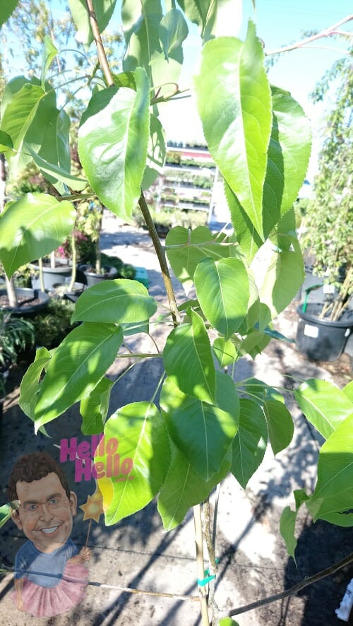 Everscreen Ornamental Pear 8inch pot In Store @ Hello Hello Plants