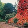 A red ivy covered glory vine in a garden.
