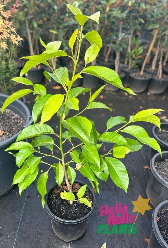 Michelia alba 'White Jade Orchid Tree' 12" Pot