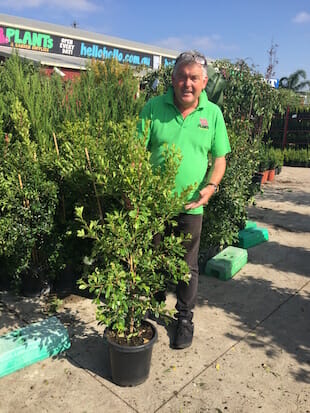 Syzygium 'Select Form' Lilly Pilly 12" Pot