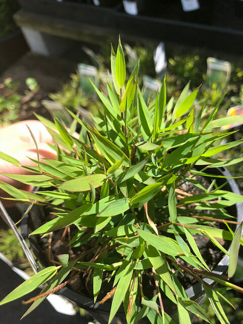 Young Pogonatherum 'Baby Panda' Bamboo plant in a 6" pot held by a hand.
