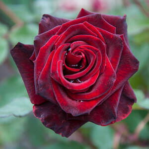 A close-up of a Rose 'Black Beauty' bush form in full bloom, featuring vibrant dark red petals with hints of black set against a lush backdrop of green leaves.