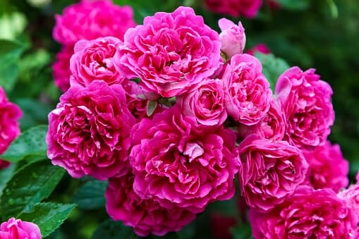 A cluster of vibrant pink roses, featuring the stunning Rose 'Excelsa' 6ft Weeper with its layered petals and green leaves in the background.