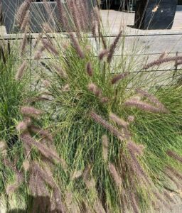Pennisetum setaceum 'Green Fountain Grass'