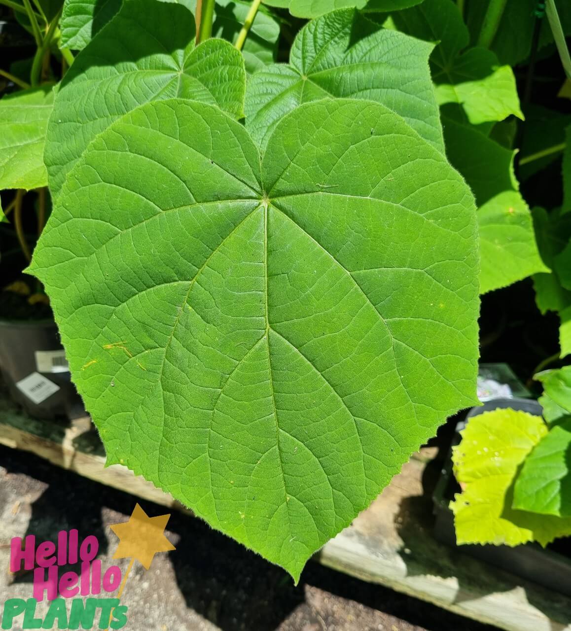Paulownia 'Sapphire Dragon' Tree