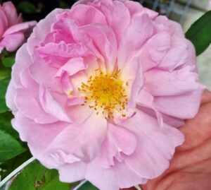 A close-up of Rose 'Marys Rose' in full bloom, pink with yellow stamens at the center, held by a hand with green leaves visible in the background.