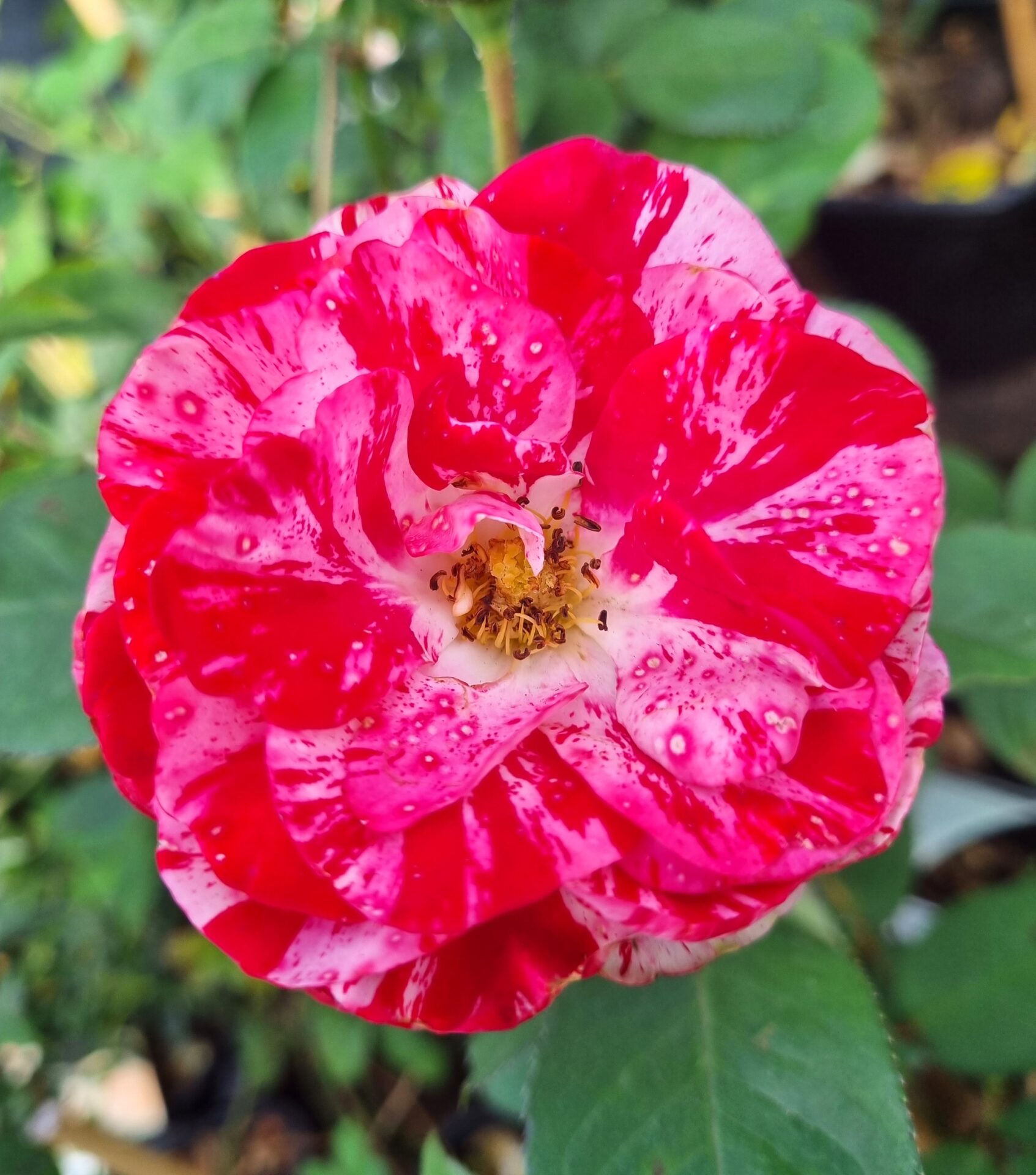 Close-up of Rose 'Peppermint Twist' Bush Form in bloom, showing red and white petals with water droplets, set against a backdrop of blurred green leaves.
