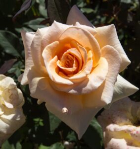A close-up of a single pale peach bloom on the Rose 'Valencia' 2ft Standard, surrounded by green foliage with partially visible flowers in the background.