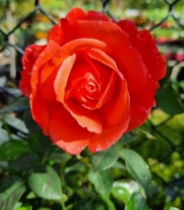 A close-up of a single Rose 'Super Star' Climber in full bloom, its green leaves vivid against a softly blurred metal fence background.