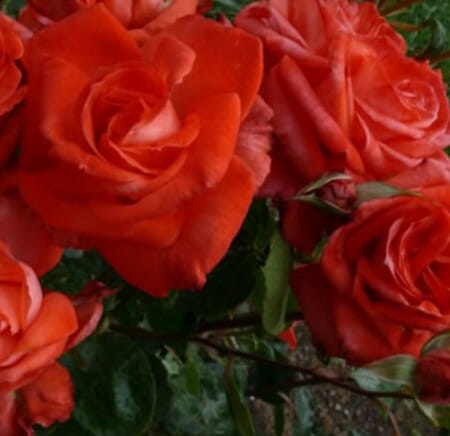 Rose 'Ita Buttrose' 2ft Standard