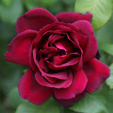 A close-up of Rose 'Oklahoma' Bush Form in full bloom highlights its deep red, vibrant petals, set against green leaves with a softly blurred background.