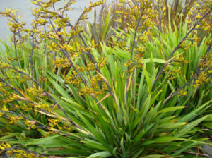 Phormium 'NZ Mountain' Flax 6" Pot