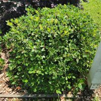 indian hawthorn Oriental Pearl Rhaphiolpeis indica compact round shrub with green glossy foliage and pink flowers