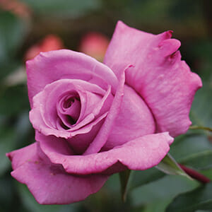 A close-up image of a single Rose 'Vol De Nuit' Bush Form in full bloom, showcasing its delicate petals and vibrant color against a blurred green background.