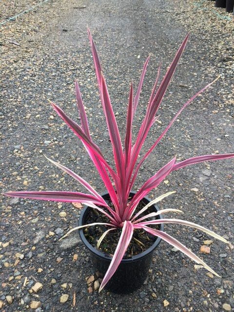 Cordyline 'Pink Passion' 8" Pot