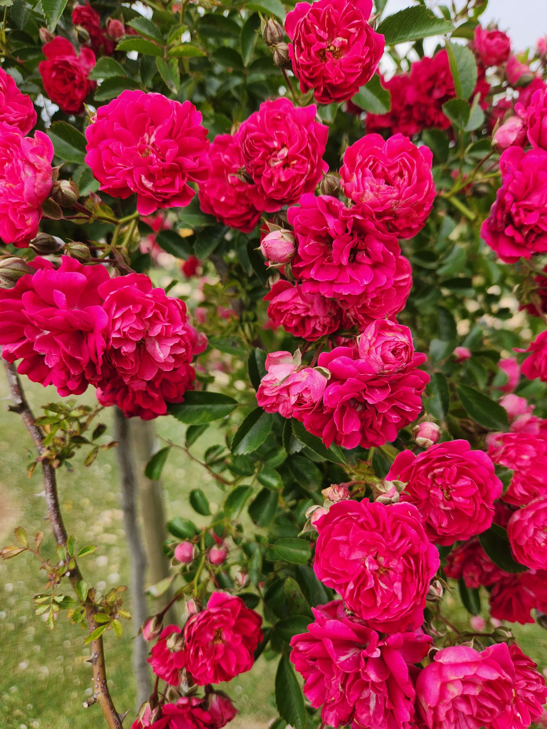 Rose 'Excelsa' 6ft Weeper