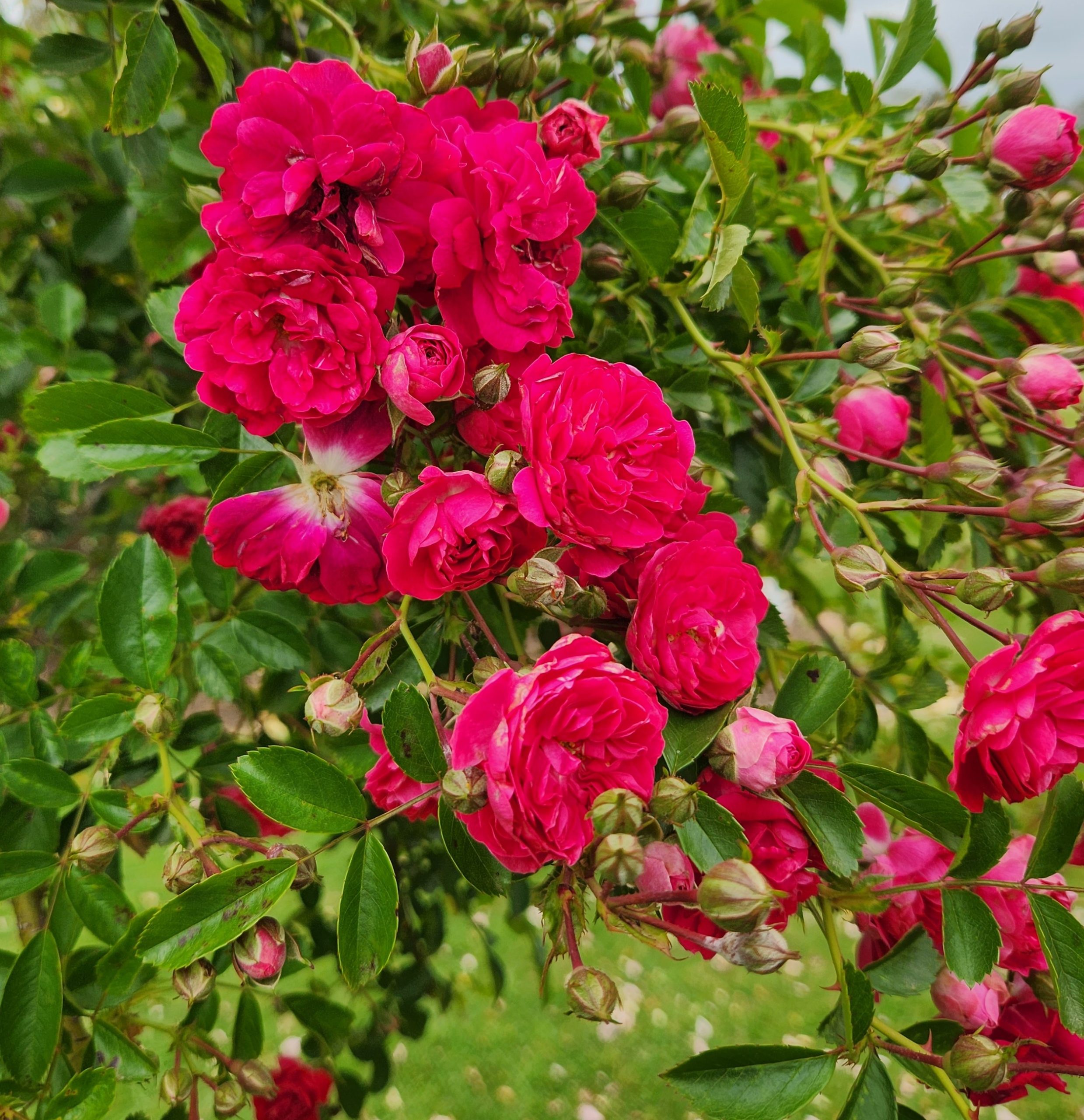 Rose 'Excelsa' 6ft Weeper