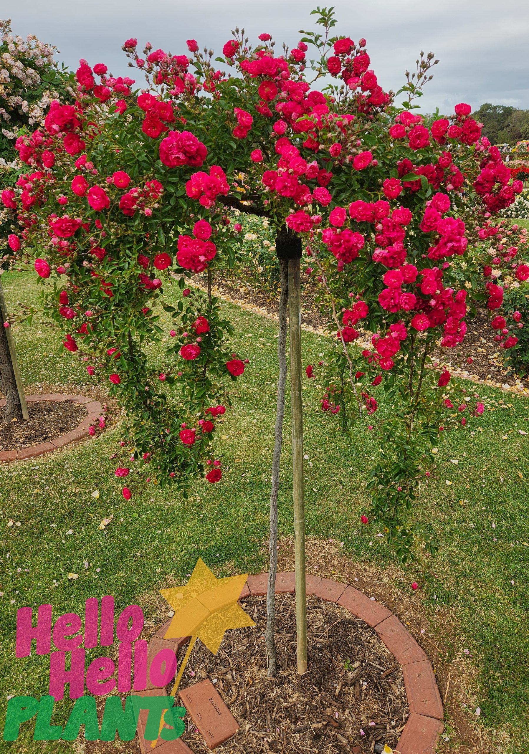 Rose 'Excelsa' 6ft Weeper