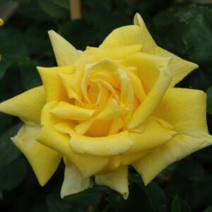 Close-up of a vibrant Rose 'Royal Gold' Climber with delicate petals and dew drops, set against a blurred green background.
