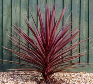 A Cordyline 'Pocahontas' in an 8" pot features vibrant red, spiky leaves and thrives on a bed of gravel, adding striking colour in front of a green wooden fence.