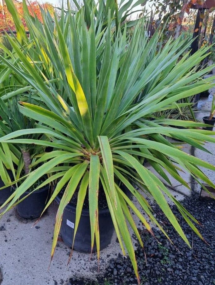 Dracaena 'Dragon's Blood Tree' 20" Pot