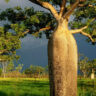 A large Australian baobab tree in the middle of a grassy field.