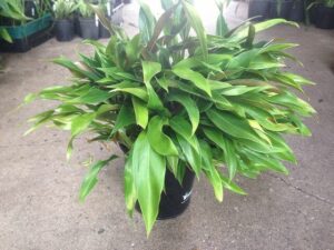 A Philodendron 'Little Phil' 7" Pot potted plant with green leaves.