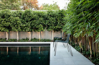 pleached-ficus-blog-image2