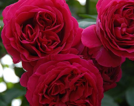 A close-up of three vibrant Rose 'Pierre de Ronsard' Red blooms in full glory set against a lush green backdrop, highlighting the enchanting beauty of this classic rose variety.
