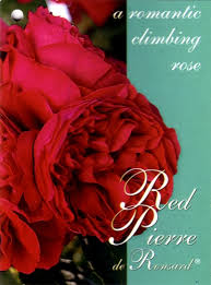 Close-up of a vibrant Rose 'Pierre de Ronsard' Red with text overlay: "A romantic climbing rose.