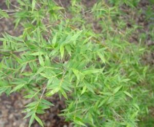 Close-up of Bambusa 'Tiny Fern' Bamboo leaves, showcasing their narrow green blades on thin stems. The blurred soil backdrop enhances the delicate beauty of these features. Available in an 8" pot.