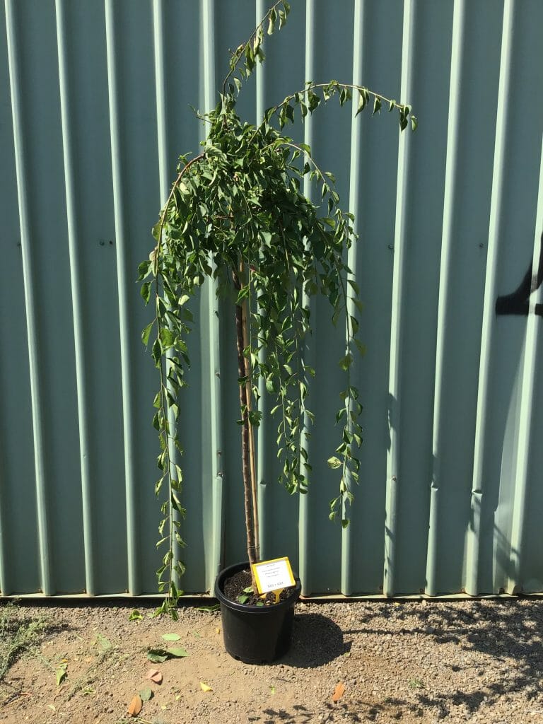 A Prunus mume 'Pink Flowering Apricot' 1.8m in a Standard 13" Pot stands on gravel before a corrugated metal wall, displaying a slender trunk and drooping branches.