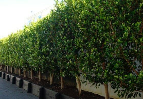 13239475_585617444938165_4253492653388529587_n