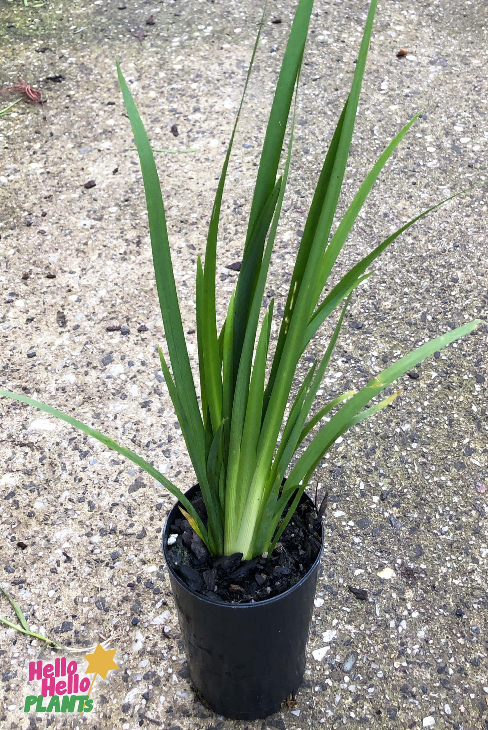 Dietes grandiflora ‘Wild Iris’ 3in