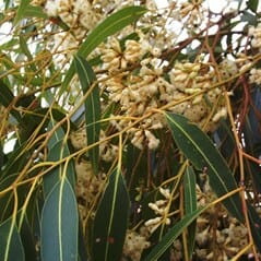 Eucalyptus 'Dwarf Sugar Gum' is known for its green eucalyptus leaves and clusters of small, creamy white flowers on slender branches.