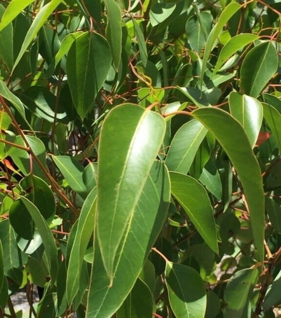 Close-up of green leaves and thin brown stems of Eucalyptus 'Dwarf Sugar Gum', highlighting prominent veins and smooth surfaces in natural sunlight.