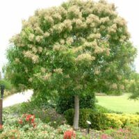 Evergreen Flowering Ash @ Hello Hello Plants