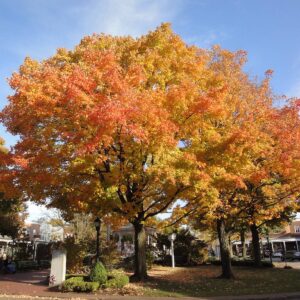 A Fraxinus 'Urbanite® Ash' tree with orange and yellow fall leaves stands in a sunny park area, with buildings visible in the background.